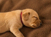 Red / Dark Yellow labdrador retriever puppies