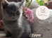 Stunning GCCF BSH Kittens Ready Now