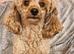 Spayed adult female toy poodle