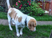 Barney Lemon Beagle