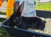Beautiful Mini Rex Baby Bunnies – 4 Stunning Babies – Ready 1st August
