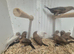 Silverbills