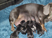 DAXIE PUPS READY SEP 22ND