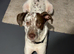 Dalmatian Pup