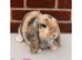Pure breed mini lop