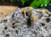 Purple Head Tangerine Leopard Gecko at Birmingham Reptiles