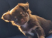 Russian chihuahua for sale