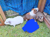 Male guinea pigs for sale