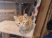 wonderful kittens