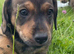 Wire haired dachshund x