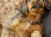 Three Cavapoochon pups left, ready now