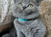 3 pedigree British blue shorthairs kittens