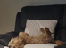 1yr old Male Cavapoo