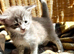 Blue & White Smoke Main Coon Male