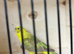 Cinnamon black wing female budgies