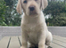 Outstanding Labrador kennel club registered puppies for sale.