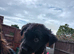 German Shepherd cross Belgian mali