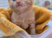 Kittens