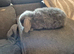 Gorgeous female blue mini lop baby
