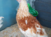 Polish Hybrid Female