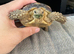 1 year old sulcata tortoise for sale