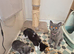 2 beautiful bsh kittens
