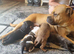 Staffy bulldog cross