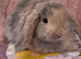 Mini lop boys