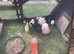 Chicken Chicks and Pullets