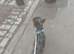 Male dapple dachshund