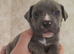 Staffy x