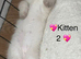 3 beautiful Girl kittens