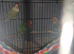 Lovebirds