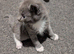 British shorthair kitten for sale