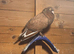 Mixed pigeons for sale - tumbler/mags