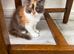 Pedigree British Longhair chocolate tortie girl .TICA registered️ Ready now