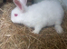 Reduced from &pound;100 to &pound;50 so I find my forever home.