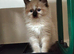Purebred ragdoll kittens