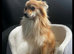 Adorable Pomeranian fox face in Walsall