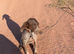 Wirehaired short haired pointer cross