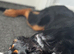 A lovable German sherperd who needs a new home