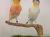 Harlequin canary pair
