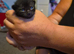 6 kittens for sale