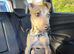 Female greyhound pup