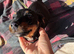 miniature dachshund one boy left