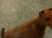 red lakeland terrier