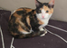 Female kitten