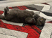 Scottish fold male