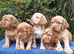 Cocker Spaniel Puppies Top Quality!