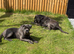 10 months old male cane corso for sale &pound;500